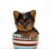 Female and male Affectionate Yorkie puppies